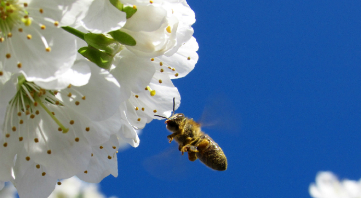 Encourage Bees into Your Garden