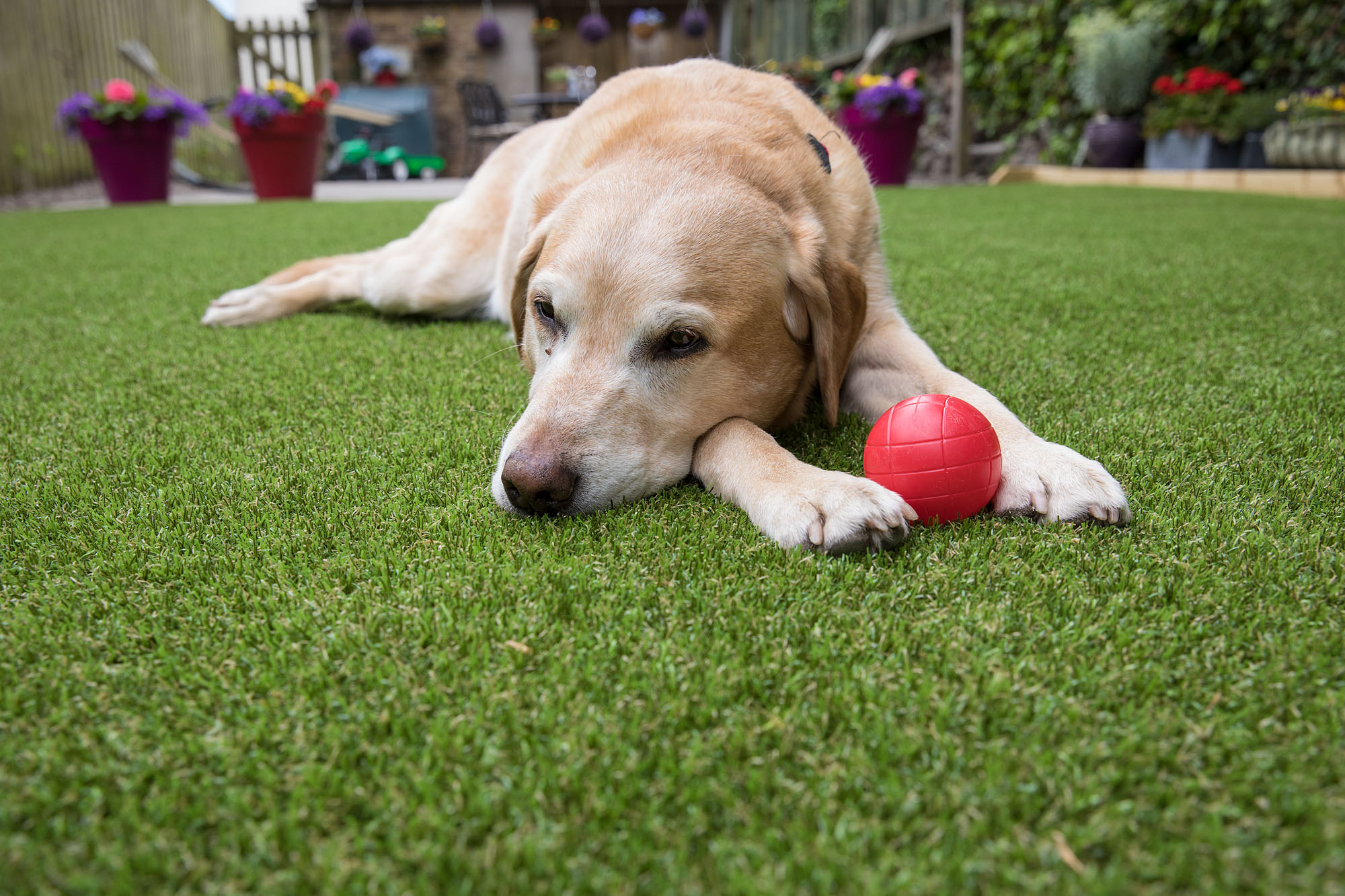 can dogs destroy artificial grass